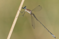 Lestes forficula