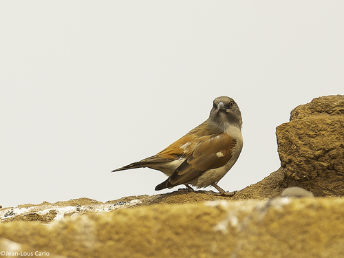 Northern Grey-headed Sparrow