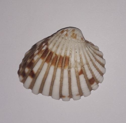 Two-toned Cardita