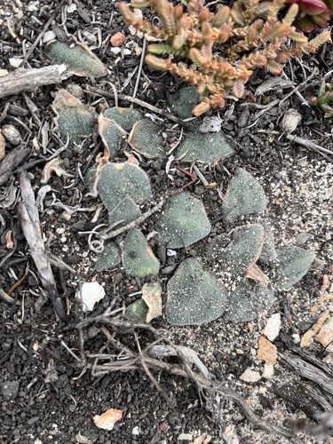 Flat Squill (Drimia platyphylla)