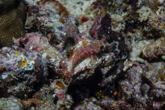 Synchiropus morrisoni