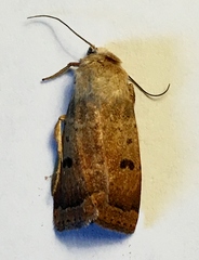 Abagrotis trigona