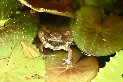 Asian Painted Frog