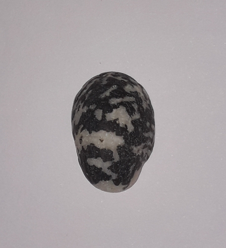 blotched nerite