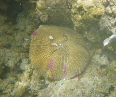 Fungia fungites