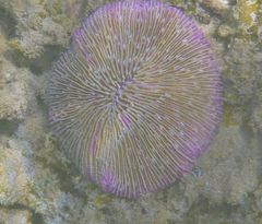 Fungia fungites