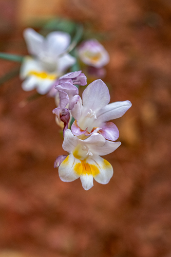 Painted Kammetjie (Freesia fucata)