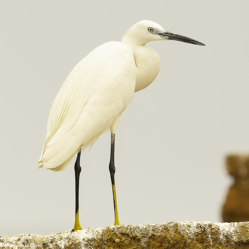 Little Egret