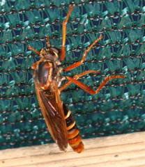 Neosaropogon