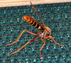 Neosaropogon