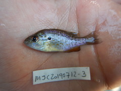 Lepomis humilis