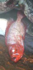 Priacanthidae