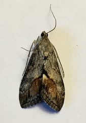 Evergestis subterminalis