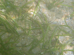 Cymodoceaceae