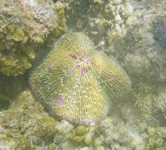 Fungia fungites