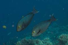 Acanthurus mata
