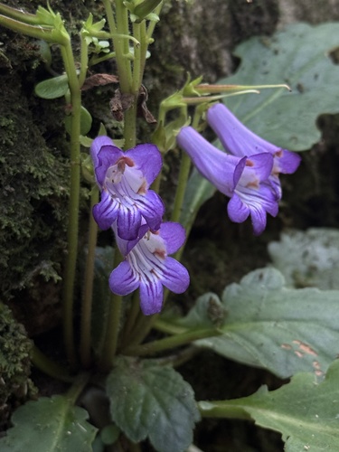 Primulina