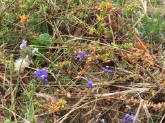 Gilia capitata chamissonis