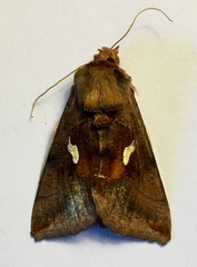 Autographa metallica