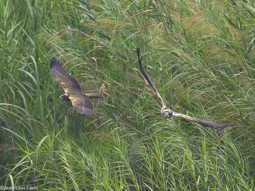 African Marsh Harrier