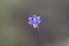 Thelymitra tholiformis