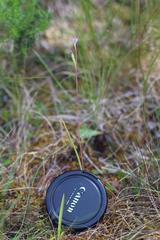 Thelymitra tholiformis