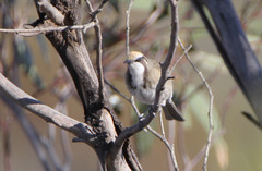 Gliciphila melanops