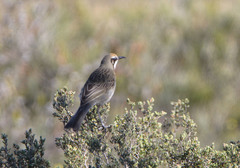 Gliciphila melanops