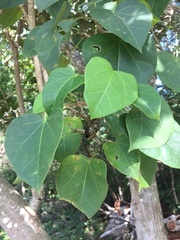 Jatropha gaumeri