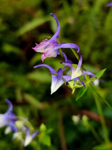 spurred gentian