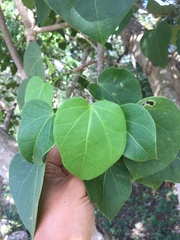 Jatropha gaumeri