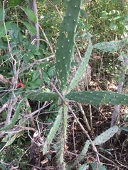 Opuntia inaperta