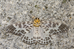 Pogonopygia nigralbata