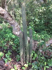 Pilosocereus gaumeri