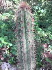 Pilosocereus gaumeri