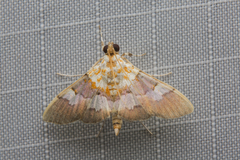 Aetholix flavibasalis