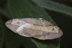 Hypochrosis hyadaria