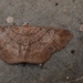 Petelia medardaria