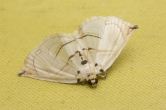 Trichophysetis hampsoni