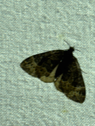 Small Phoenix, Wageningen, photo 10 of 10