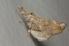 Masca abactalis