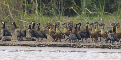 Yellow-billed Duck