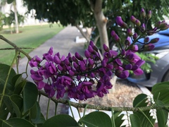 Lonchocarpus longistylus