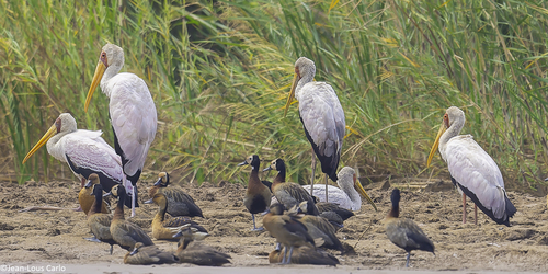Yellow-billed Stork