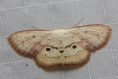 Scopula ferrilineata