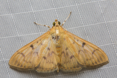 Patania balteata