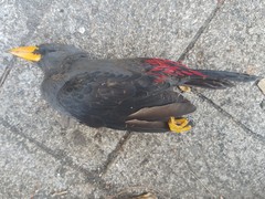 Scissirostrum dubium