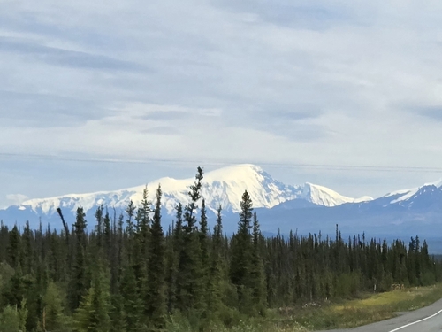 Black spruce (Picea mariana)