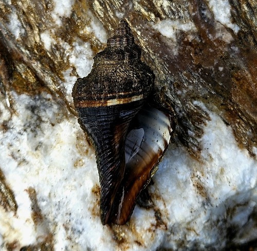 Pugilina tupiniquim Abbate & Simone, 2015