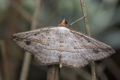 Nadagara synocha